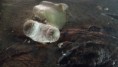 /album/primordios/a1-jpg2/